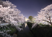 夜桜