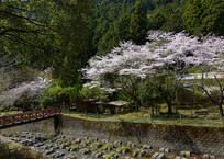 山里の春