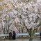 吉野山と桜④