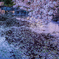 花筏の桜池