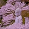 桜と大仏(壺阪寺)