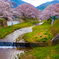 京都南部　桜風景