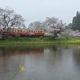 Rain and Cherry Blossoms