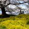 人待ち地蔵桜