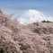 2024 岩本山公園の桜