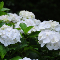 紫陽花 at 泉の森1