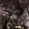 枝垂れ桜と氷川丸