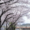 桜と山電