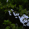 山歩きで見つけた桜