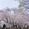 八幡山公園の桜Ⅱ