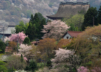 吉野山散策