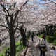 船橋 海老川 鷹匠橋あたり。