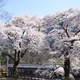 旧道の桜並木　横川駅にて