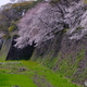 桜 × 名古屋城 　お堀の桜 ①