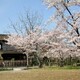 春がいっぱい(渉成園)