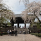 東郷寺の桜➁