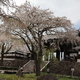 東郷寺の桜➂