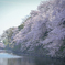 桜求めて滋賀の旅。