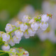 馬酔木の花