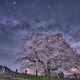 Milkyway　with　醍醐桜