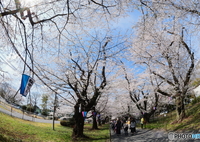 無線山桜並木Ⅱ