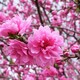 春うらら ー 桃の花が咲きました。
