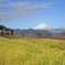 菜の花と河津桜そして富士
