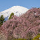 しだれ桜