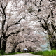 雨の桜道