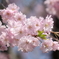 八重桜 in 城址公園 2024.4