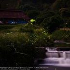Scenery with firefly☆