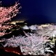 竹田城跡　桜ライトアップ‐Ⅱ