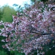 Tender cherry blossom.