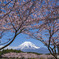 満開桜と富士山１