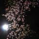 夜桜散歩3