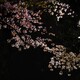 夜桜散歩4