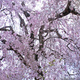 天蓋の桜　P1270070zz