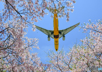 桜の木の上を通過するスターウォーズジェット