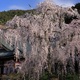 久遠寺の枝垂れ桜