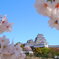 桜と白鷺城