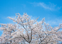 春カラー‥満開桜と春の空