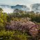 天空の桜 Ⅳ