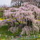 三春滝桜朝景