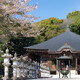 桜舞う寺院