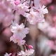 枝垂れ桜