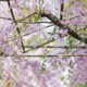 桜の屋根