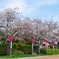 蓮華寺池公園（11）