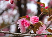 八重桜