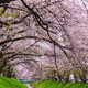 唐沢川の桜