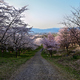桜の山の日は傾いて